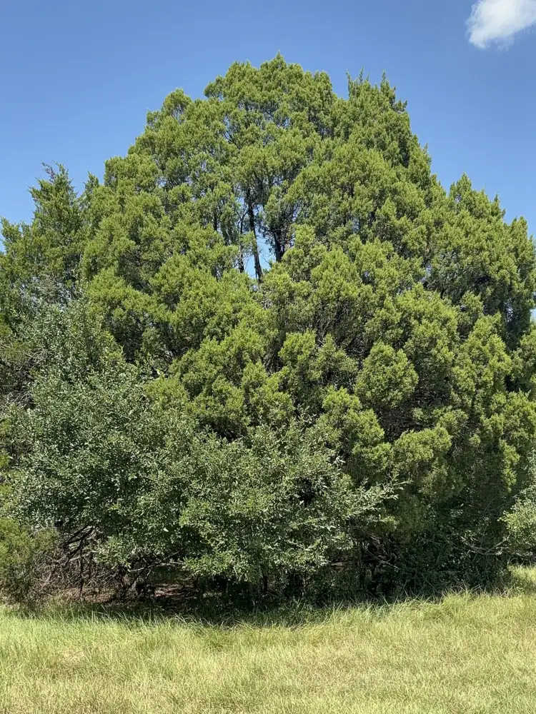Dense Ashe juniper (cedar) thicket growing into brush at the edge of an open field in Central Texas