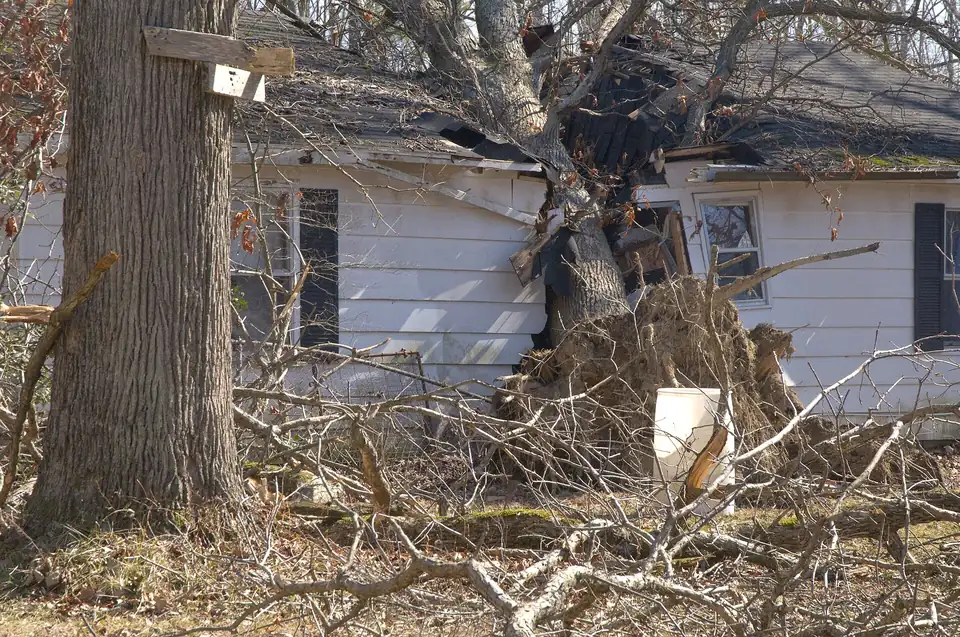 Large tree fallen onto a house after a storm