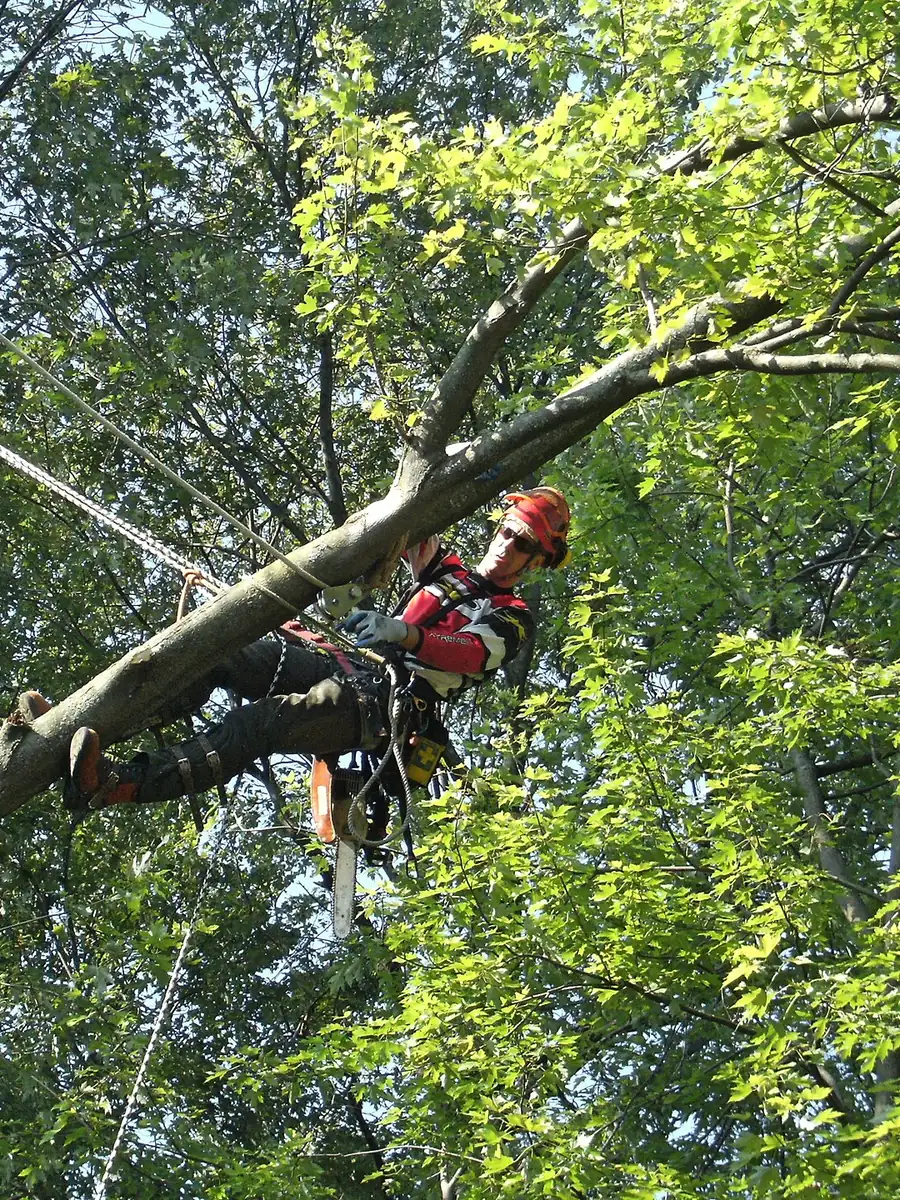 Arborist in helmet and harness, roped in, cutting a limb for a controlled lower