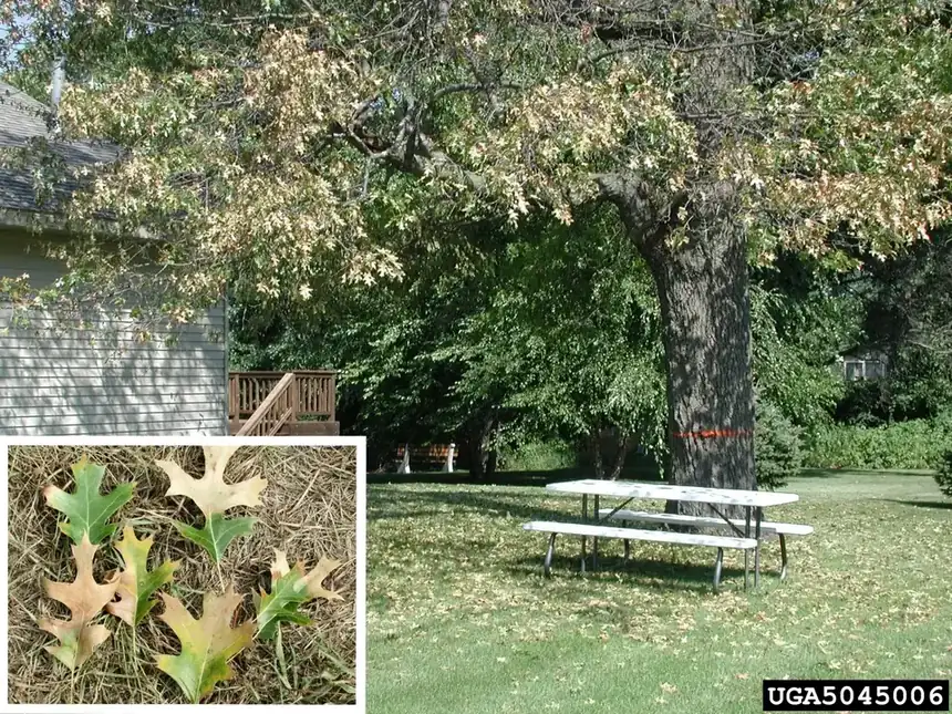 Oak showing oak wilt symptoms, with a leaf inset showing veinal browning