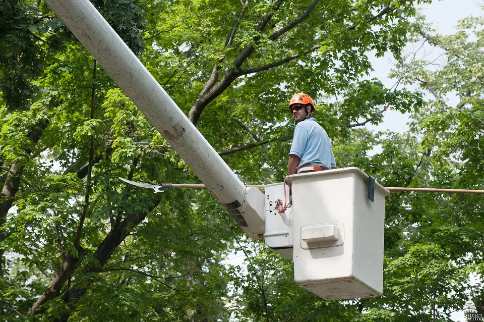 Arborist working from a bucket lift in a mature tree canopy